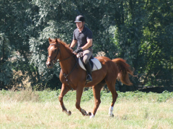 Bidet Cheval bidet cheval a vendre Bidet Cheval bidet cheval a vendre