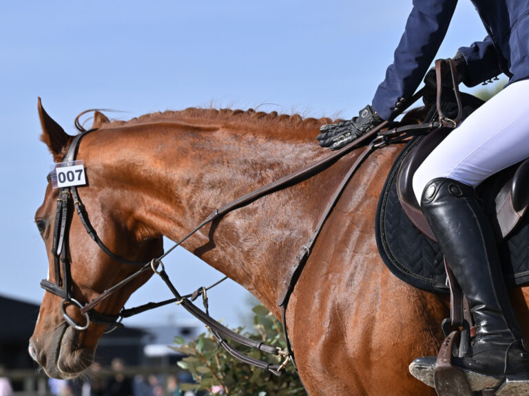 Un cheval monté par une cavalière lors d'une séance de dressage aux Écuries de Laventie (Hauts-de-France).