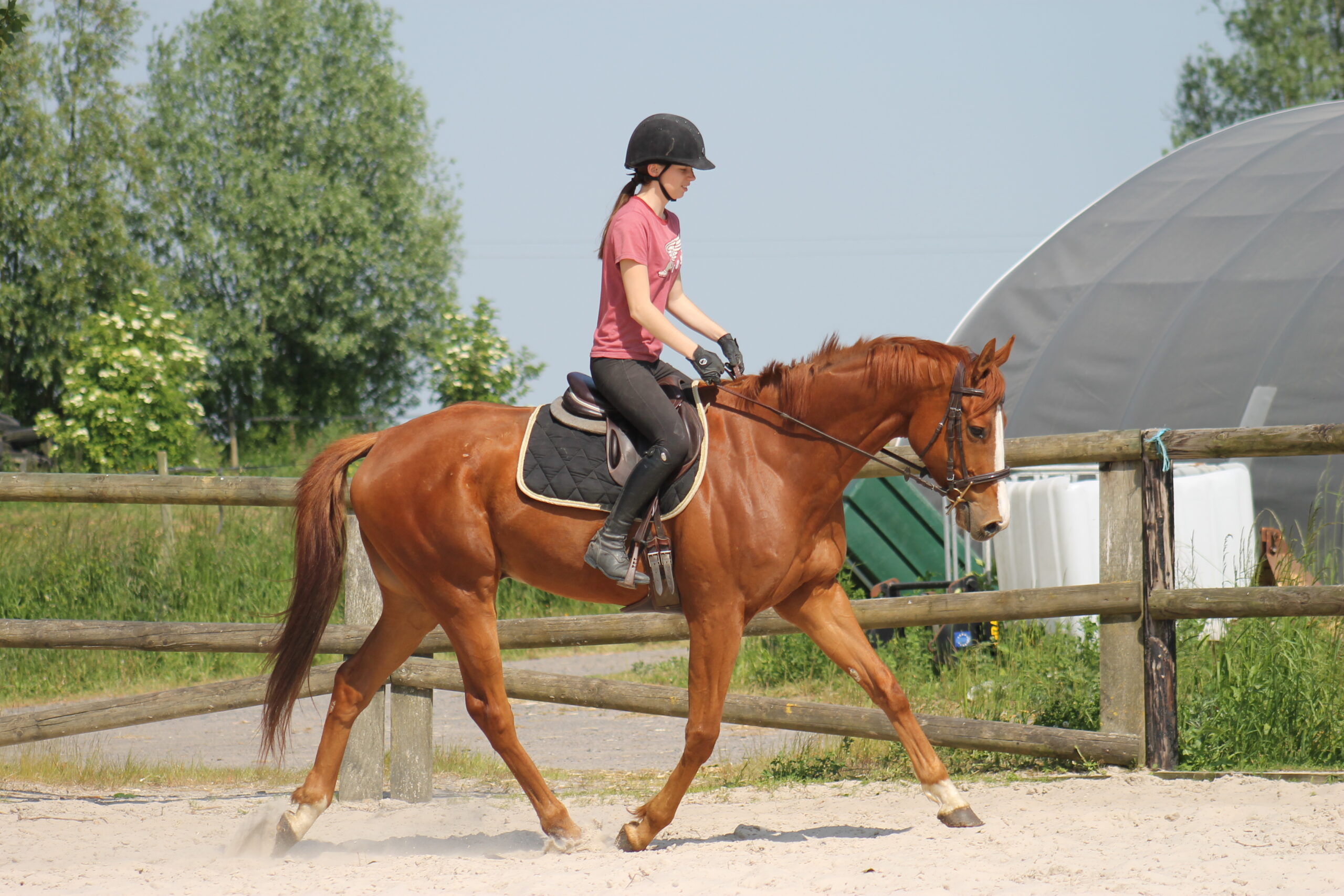 Une cavalière et son cheval lors d'une séance technique sur le plat aux Écuries de Laventie (Hauts-de-France).