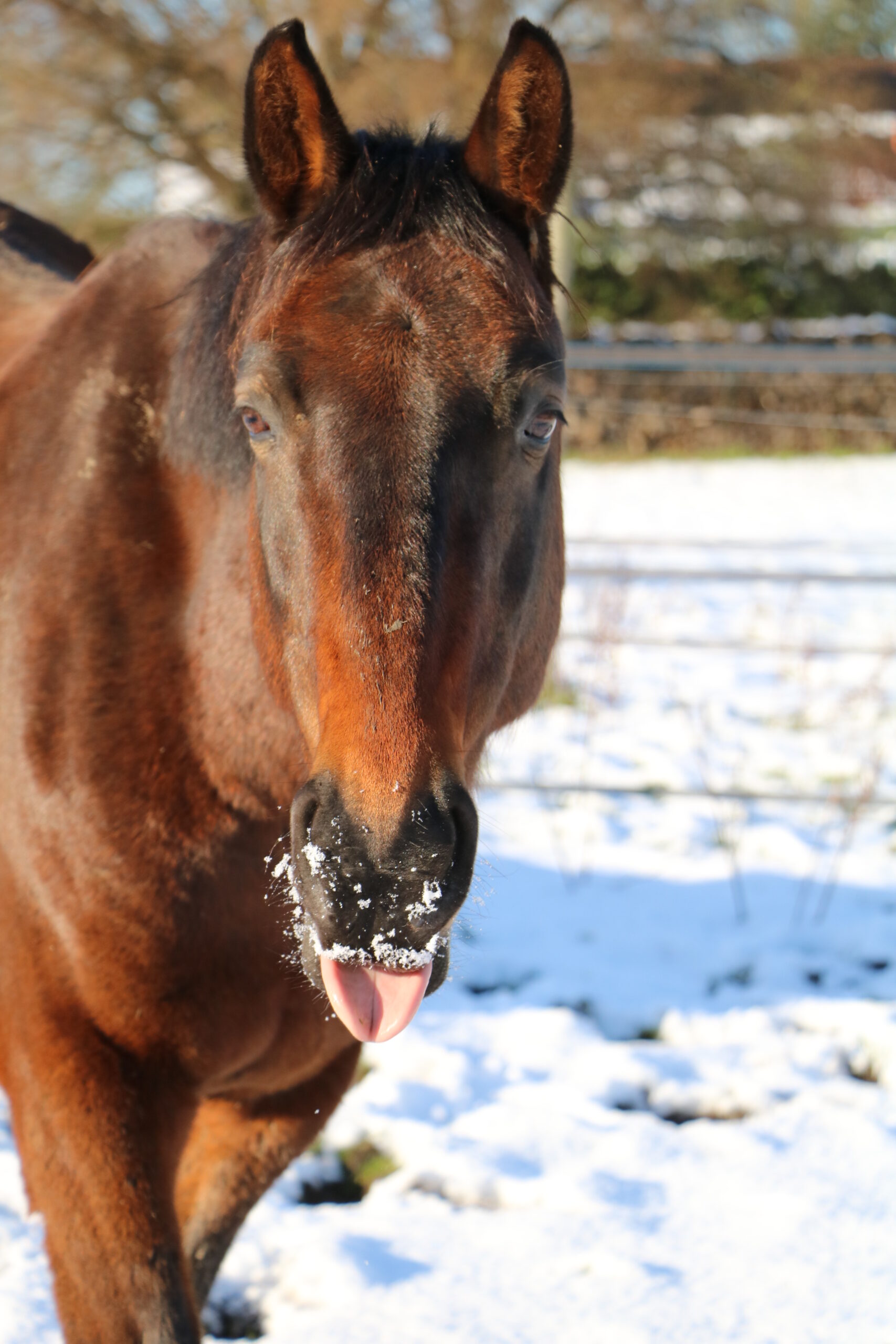 Câlin tire la langue dans la neige en pâture aux Ecuries de Laventie