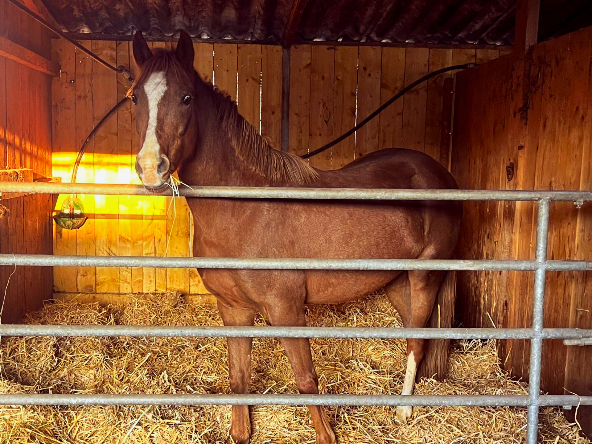 Un cheval en pension dans un box aux Écuries de Laventie (Hauts-de-France).