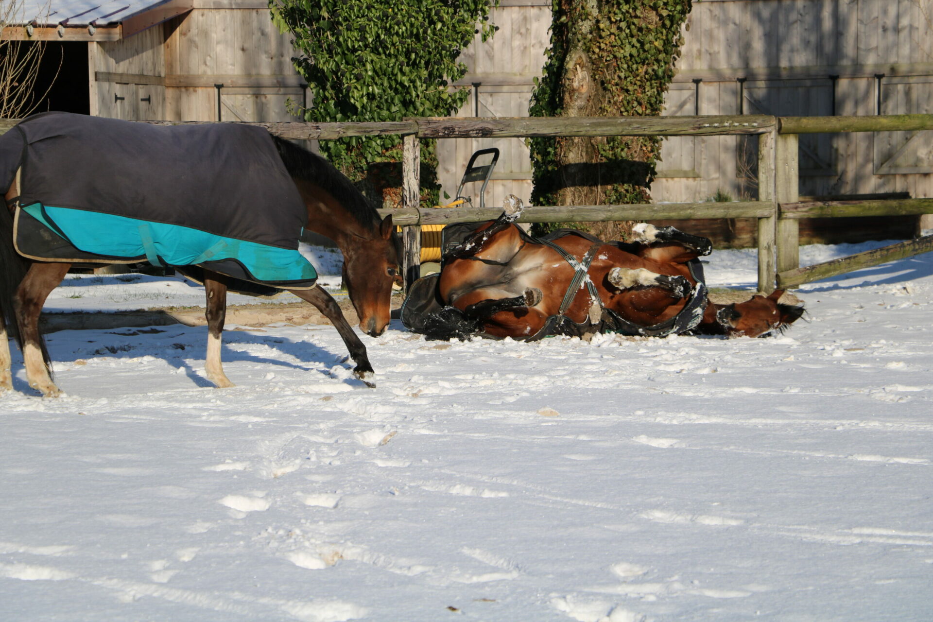 Deux chevaux s'amusent dans la carrière enneigée des Écuries de Laventie (Hauts-de-France).