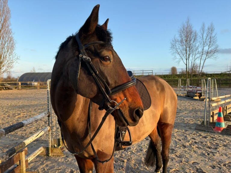 Le cheval Honneur des Clos dans la carrière des Écuries de Laventie (Hauts de France).