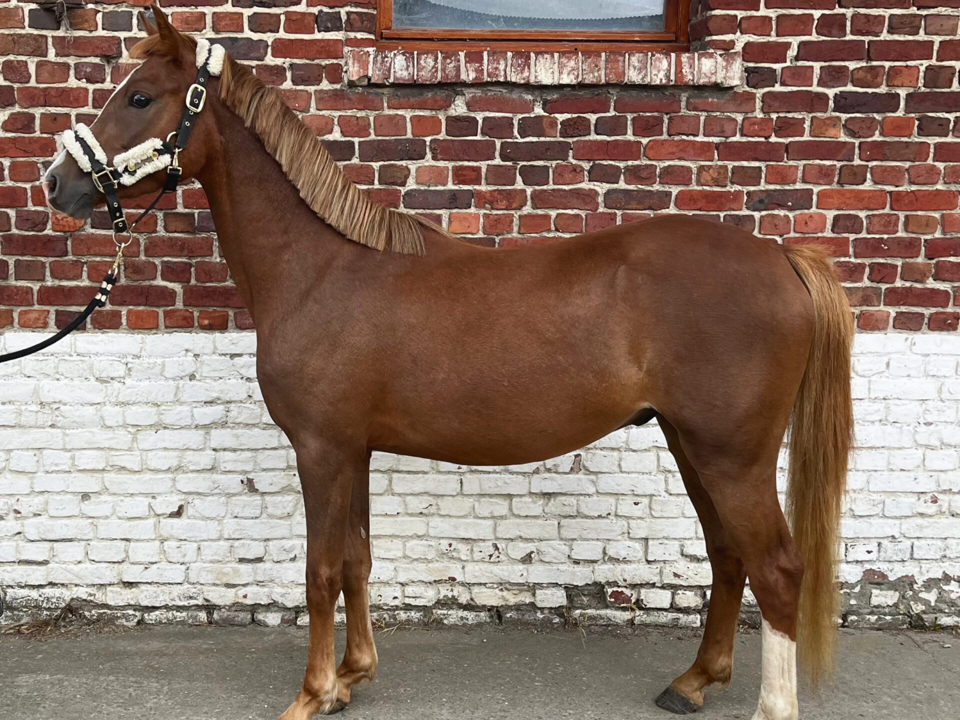 Le poney Lucky Star du Hem photographié de profil aux Écuries de Laventie (Hauts-de-France).