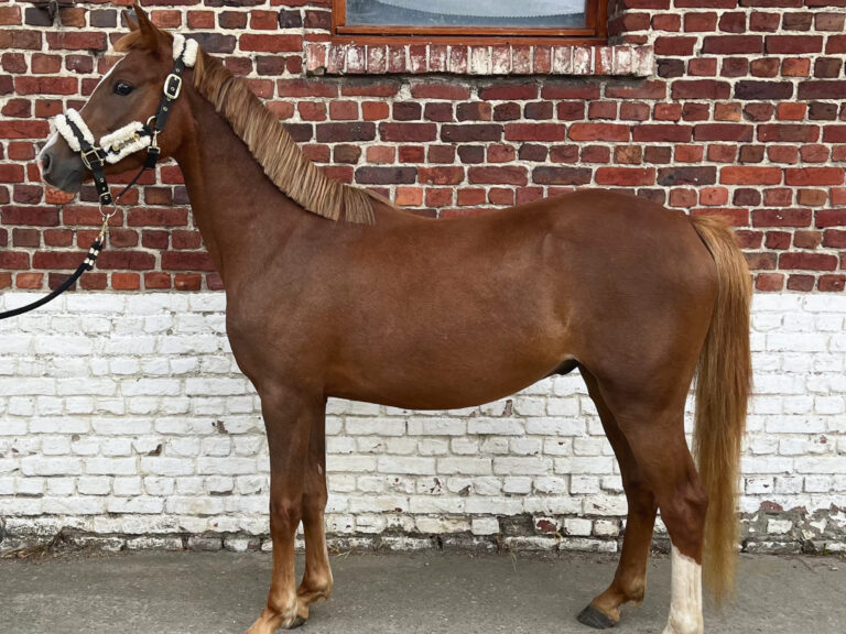 Le poney Lucky Star du Hem photographié de profil aux Écuries de Laventie (Hauts-de-France).