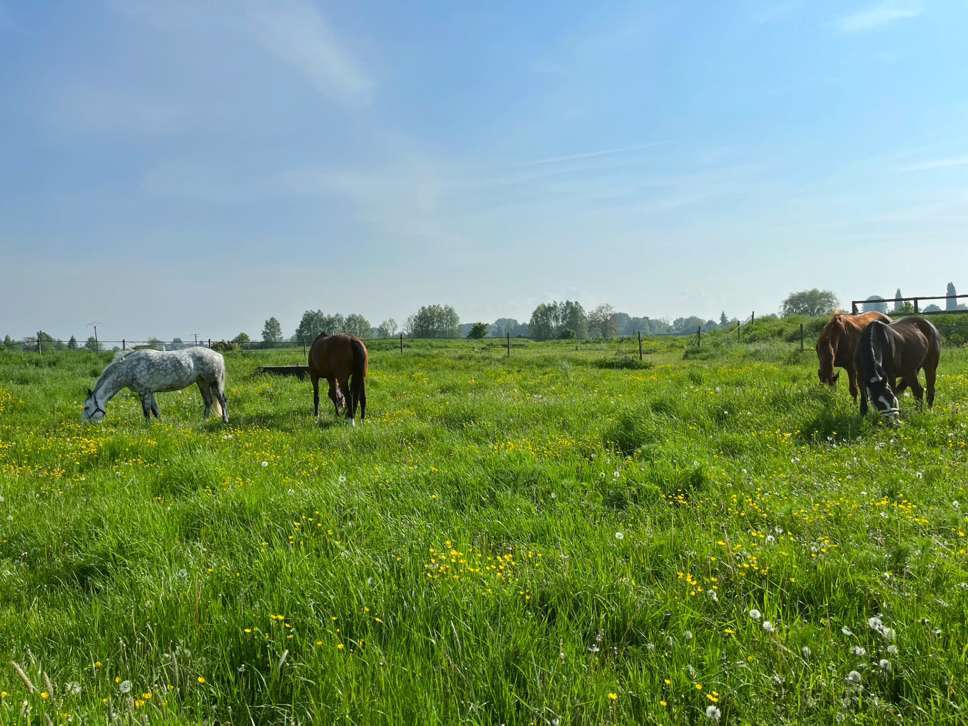 Des chevaux broutent de l'herbe dans le pré des Écuries de Laventie (Hauts-de-France).