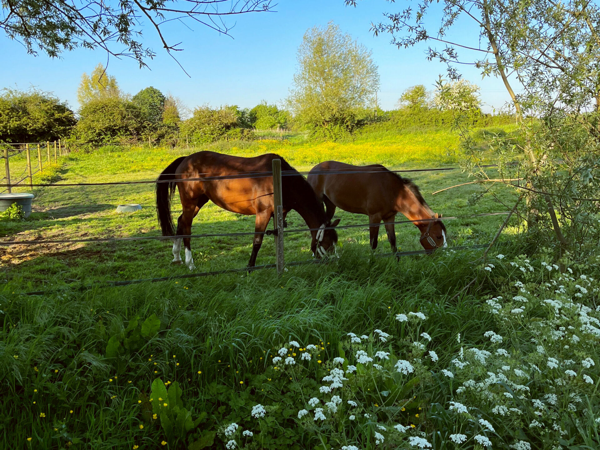 Deux chevaux en pension broutent de l'herbe dans le pré des Écuries de Laventie (Hauts-de-France).
