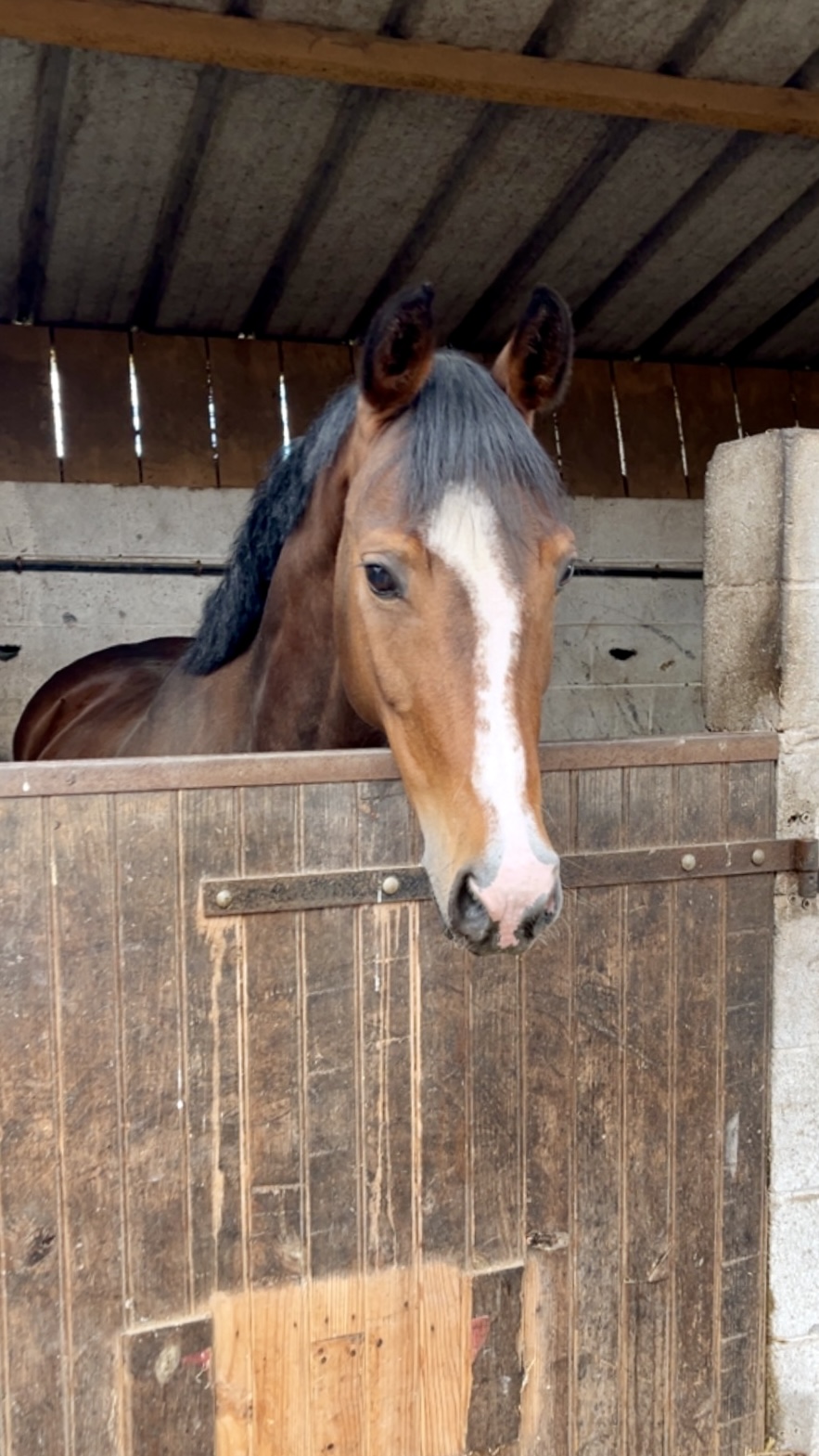 La ponette Hellomyqueen St Hymer dans un box aux Ecuries de Laventie (Hauts-de-France).