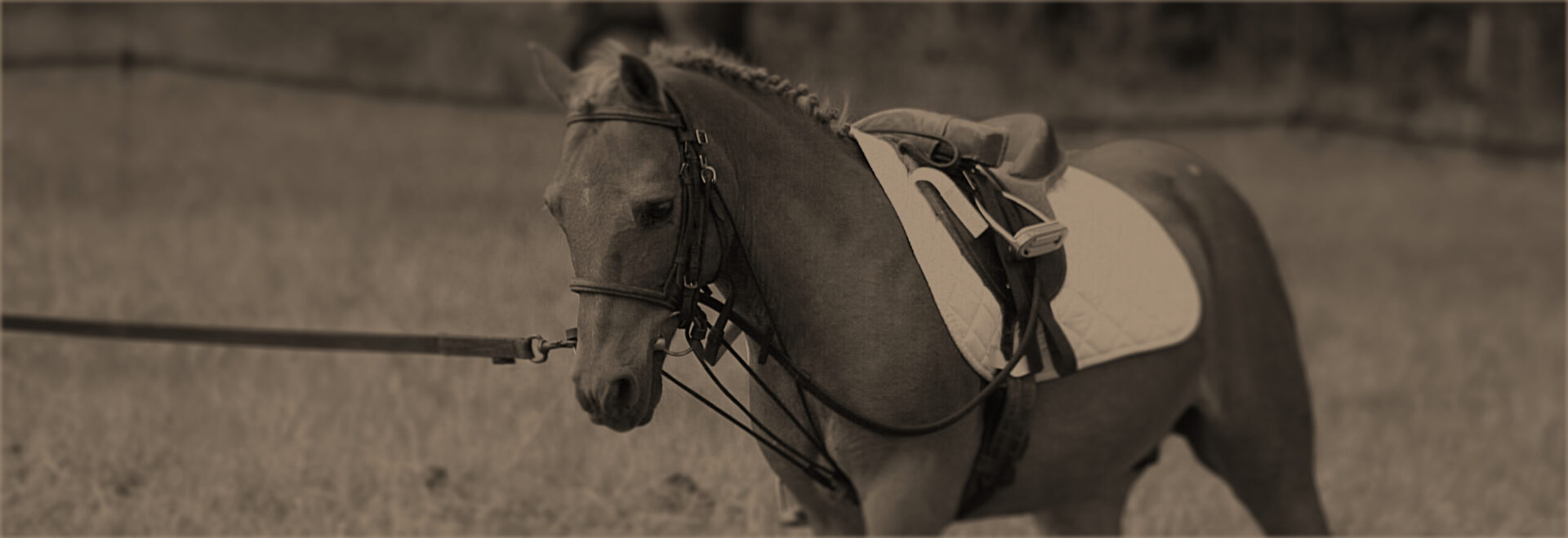 Poney Caramel, les Écuries de Laventie (Hauts-de-France)
