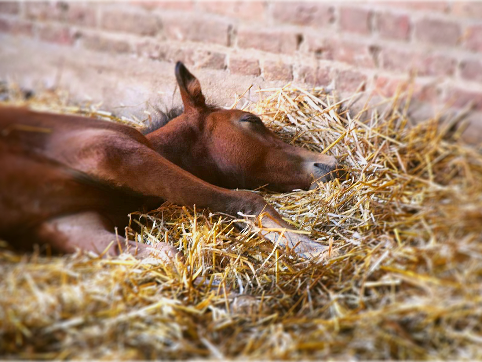 Un poulain dort paisiblement sur la paille aux Écuries de Laventie (Hauts-de-France).