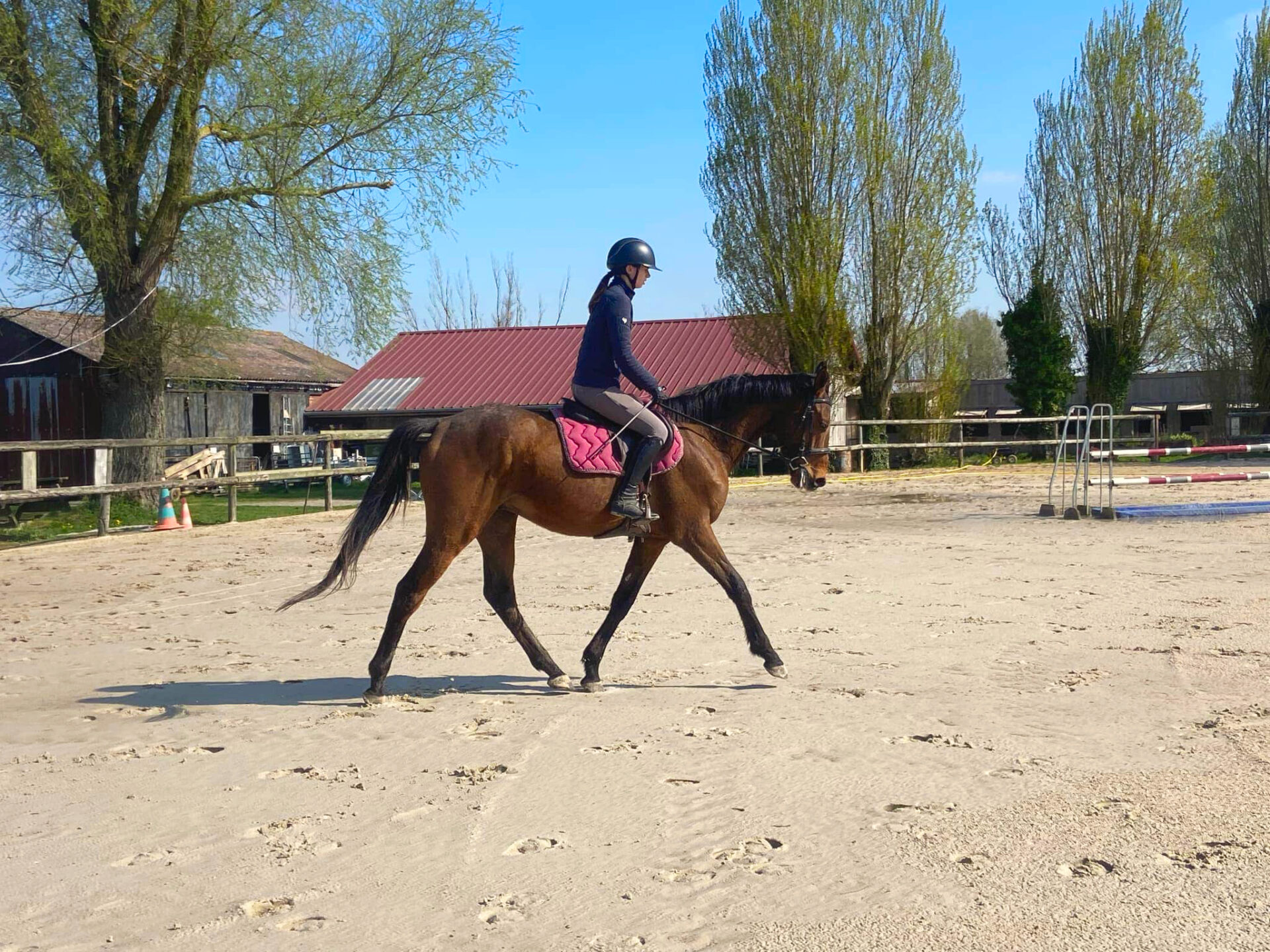 Rosso Antico avec une allure au trot dans la carrière des Écuries de Laventie.