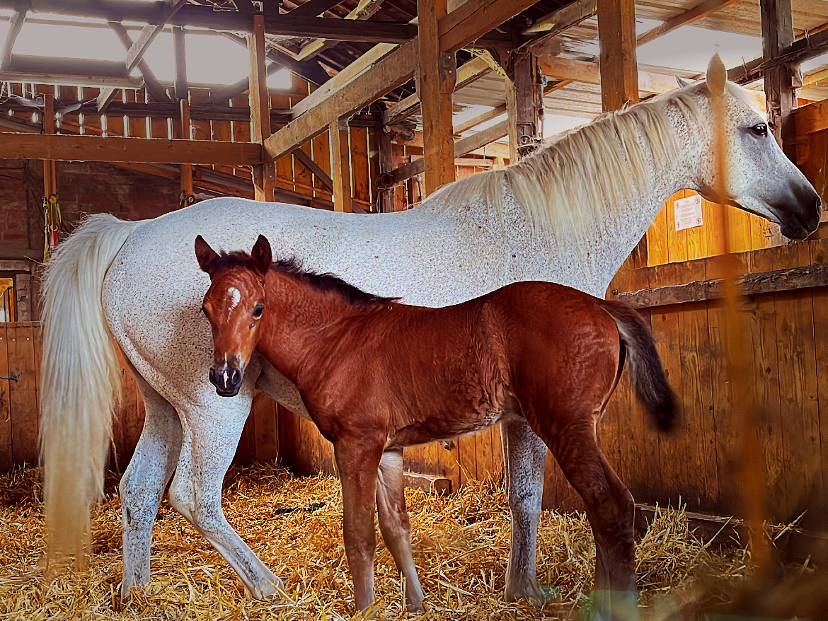 Une jument et un poulain dans la stabulation des Écuries de Laventie (Hauts-de-France).