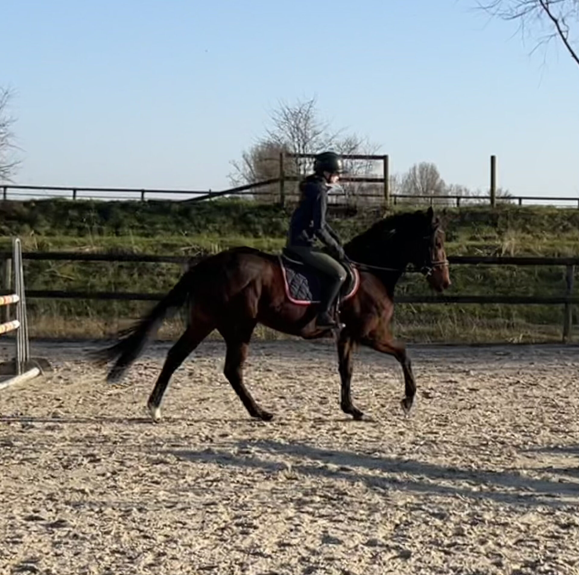 Le cheval Strange Light monté par Rosalie Lefebvre sur le plat en carrière aux Écuries de Laventie (Hauts-de-France)